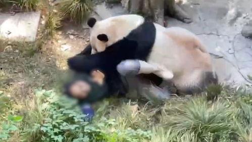 熊猫头狗仔爆料视频大全,视频大全背后的精彩瞬间 第1张 熊猫头狗仔爆料视频大全,视频大全背后的精彩瞬间 第1张